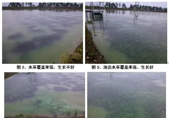 河蟹（苗种）池浑浊水形成原因与改良方法的剖析