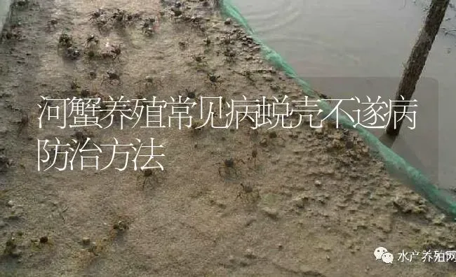 河蟹养殖常见病蜕壳不遂病防治方法 | 淡水养殖