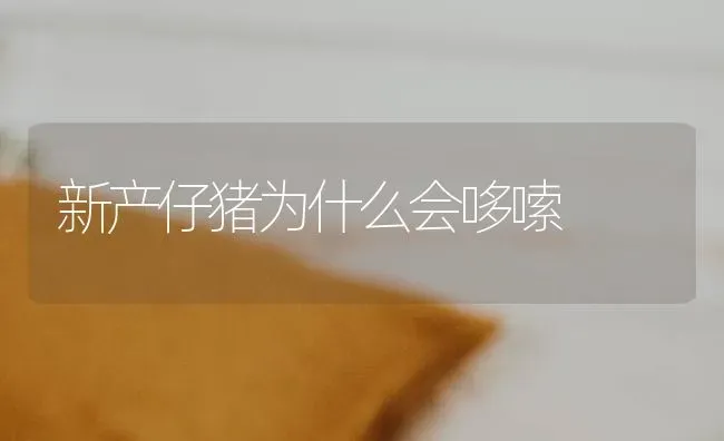 新产仔猪为什么会哆嗦 | 家畜养殖