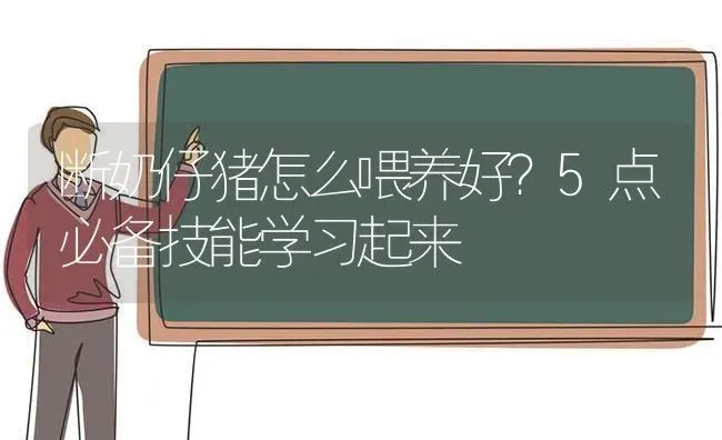 断奶仔猪怎么喂养好？5点必备技能学习起来 | 家畜养殖