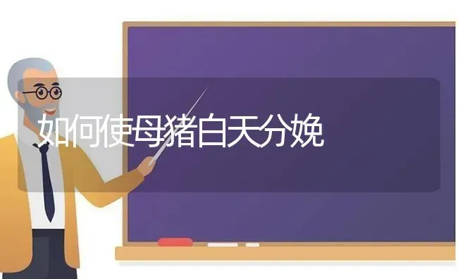 如何使母猪白天分娩 | 家畜养殖