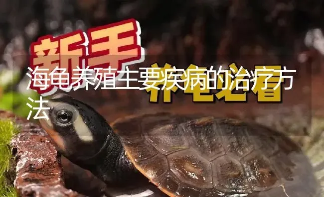 海龟养殖主要疾病的治疗方法 | 淡水养殖