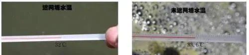 数据告诉你：夏季高温季节对虾塘要不要搭遮阳网