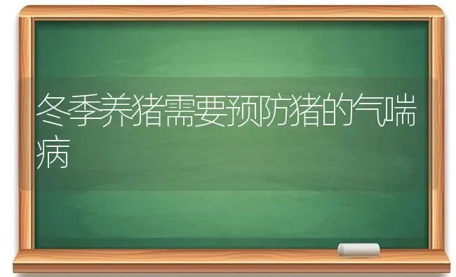 冬季养猪需要预防猪的气喘病 | 家畜养殖
