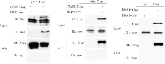 论文解读--IRAK1和IRAK4在尼罗罗非鱼体内的分子特征、表达及功能分析