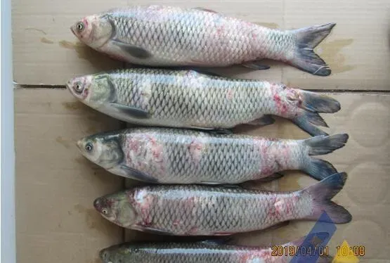 [每周一例]低温期草鱼溃烂，分离出维氏气单胞菌