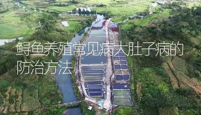 鲟鱼养殖常见病大肚子病的防治方法 | 淡水养殖