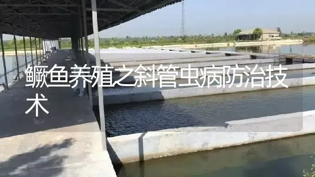 鳜鱼养殖之斜管虫病防治技术 | 淡水养殖