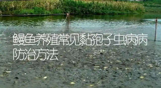 鳗鱼养殖常见黏孢子虫病病防治方法 | 淡水养殖