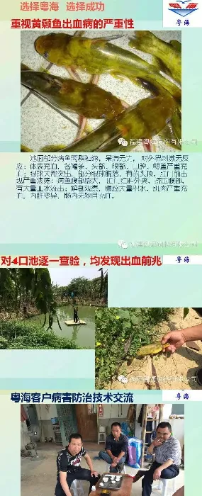 黄颡鱼水质调控案例：养鱼先养水好水出好鱼
