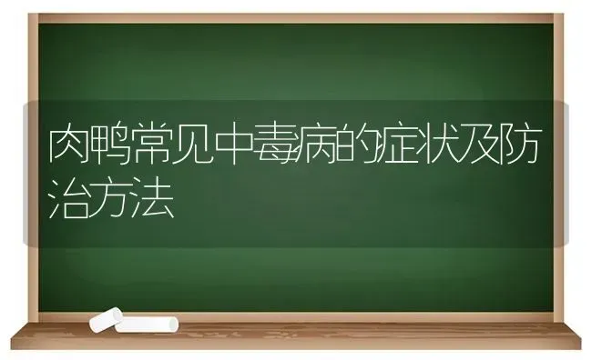 肉鸭常见中毒病的症状及防治方法 | 家禽养殖