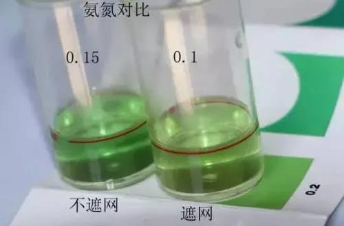 数据告诉你：夏季高温季节对虾塘要不要搭遮阳网