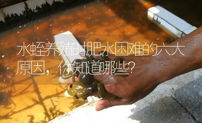 水蛭养殖时肥水困难的六大原因，你知道哪些？ | 特种养殖