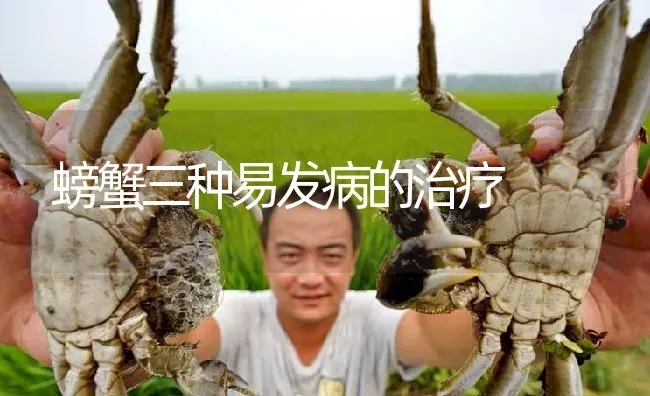 螃蟹三种易发病的治疗 | 淡水养殖