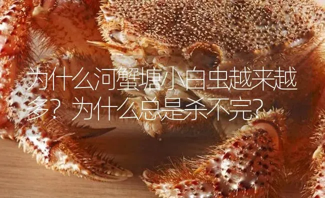 为什么河蟹塘小白虫越来越多？为什么总是杀不完？ | 淡水养殖
