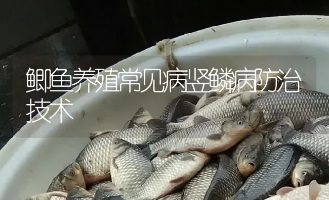 鲫鱼养殖常见病竖鳞病防治技术 | 淡水养殖
