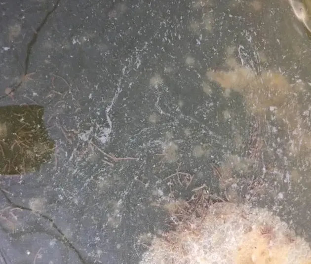 过冬期南美白对虾肠炎处理一例