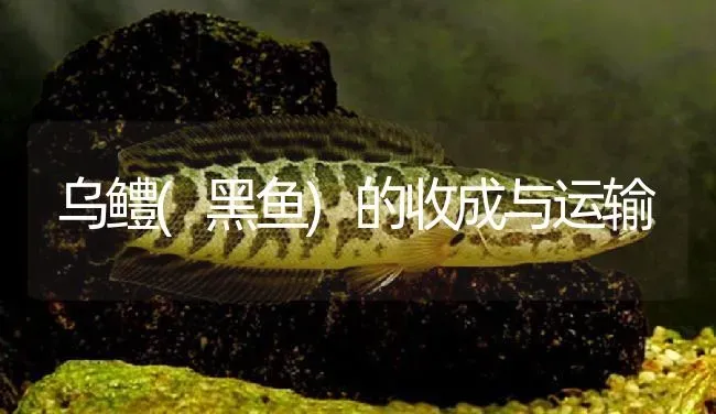 乌鳢(黑鱼)的收成与运输 | 淡水养殖