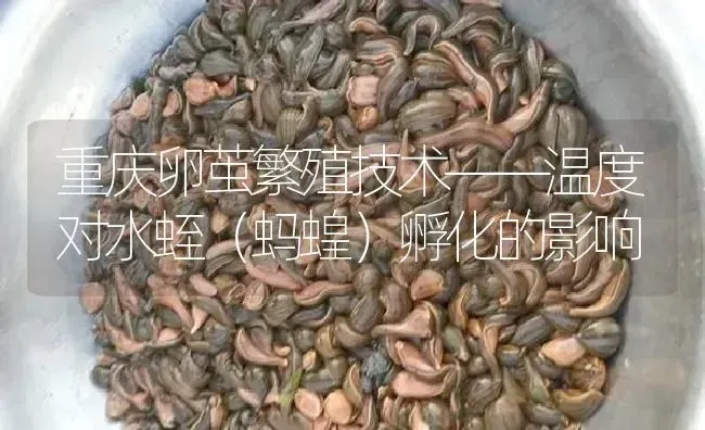 重庆卵茧繁殖技术——温度对水蛭（蚂蝗）孵化的影响 | 特种养殖