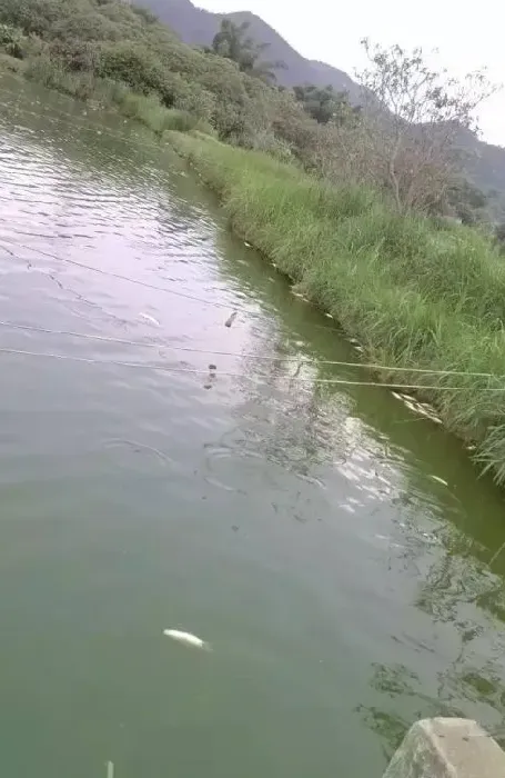 连续阴雨天池塘溶氧不足导致草鱼出血病爆发的处理案例