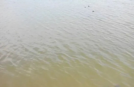 【案例分享】海参圈水体提高透明度的方法