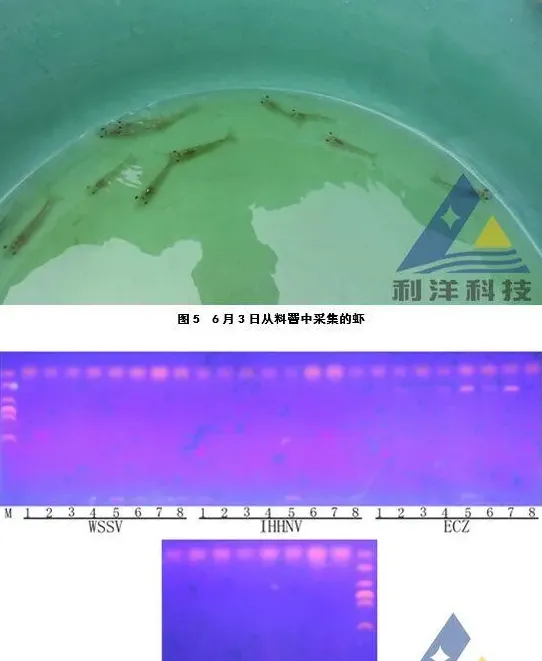 南美白对虾生长缓慢，检测出“肠道上皮细胞微孢子虫”