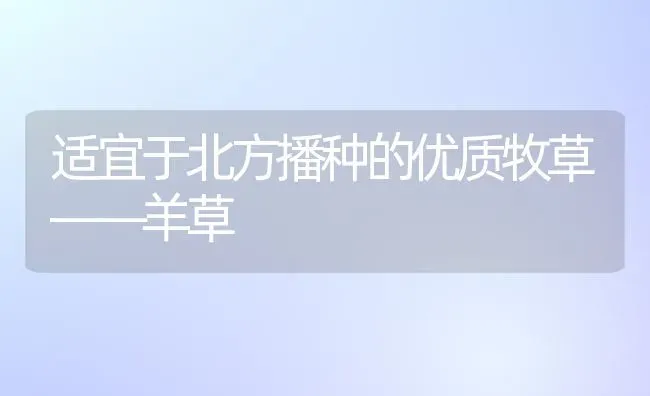 适宜于北方播种的优质牧草——羊草 | 家畜养殖