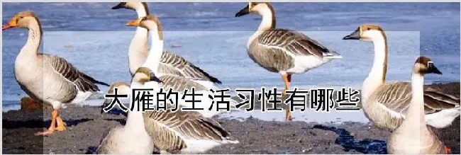 大雁的生活习性有哪些 | 农业养殖科普