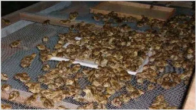 养殖鹌鹑常见的几个问题 | 动物饲养方法