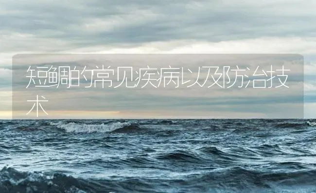 短鲷的常见疾病以及防治技术 | 海水养殖