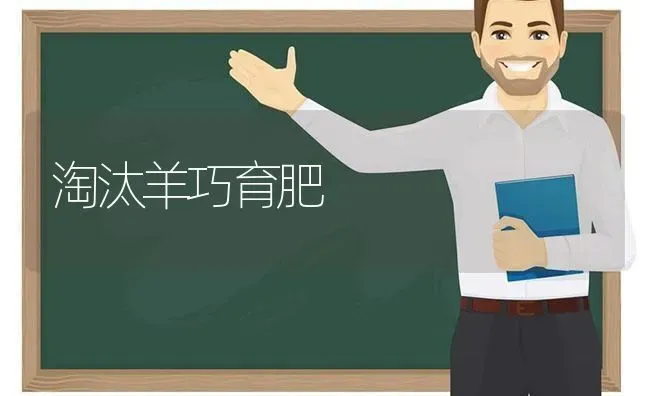 淘汰羊巧育肥 | 家畜养殖