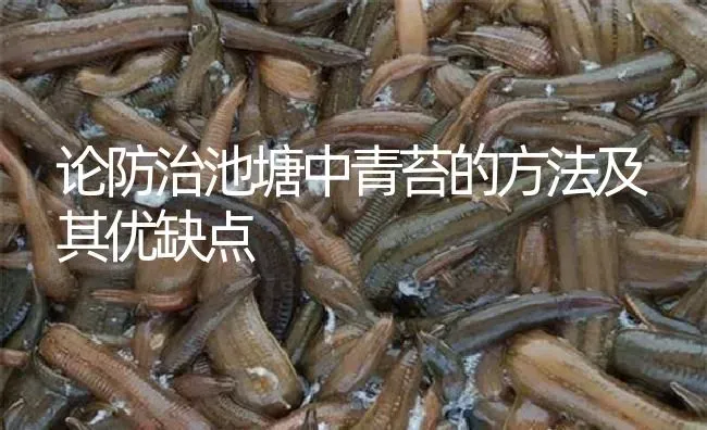 论防治池塘中青苔的方法及其优缺点 | 特种养殖