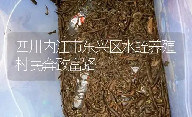 四川内江市东兴区水蛭养殖村民奔致富路 | 特种养殖