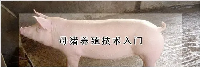 母猪养殖技术入门 | 动物饲养方法