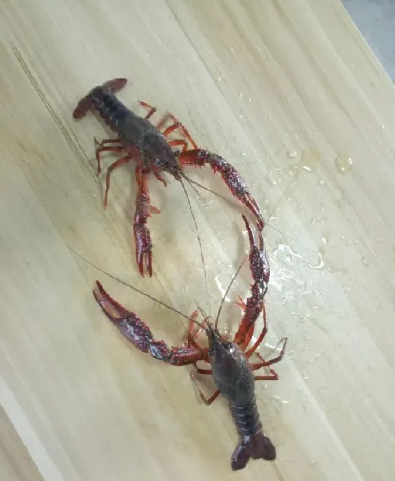 养殖小龙虾产量提升的技术瓶颈