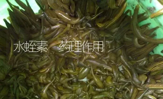 水蛭素 药理作用 | 养殖病虫害防治