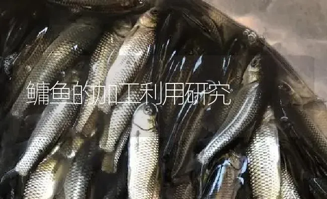 鳙鱼的加工利用研究 | 淡水养殖