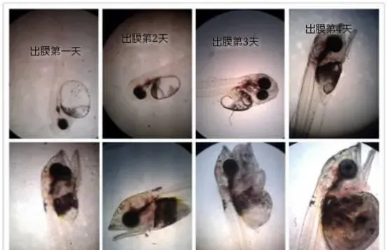 鳜鱼亲鱼的繁殖与育苗实践管理技术