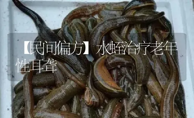 【民间偏方】水蛭治疗老年性耳聋 | 特种养殖