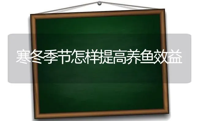 寒冬季节怎样提高养鱼效益 | 淡水养殖