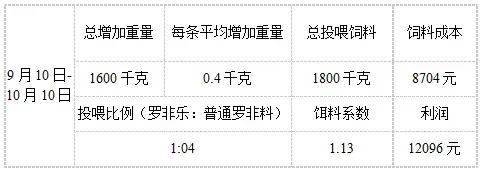 网箱罗非鱼养殖饵料系数1.13月增重高达八两