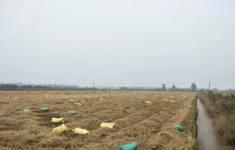 实战派：稻田收割后小龙虾田的管理要做到哪几点