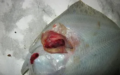 多宝鱼肠炎病腹水病高发期的预防管理措施