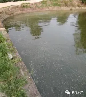 入秋成鱼池塘后期管理要点