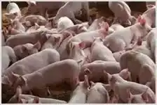 断奶仔猪的营养性腹泻的原因及预防措施 | 动物养殖资料