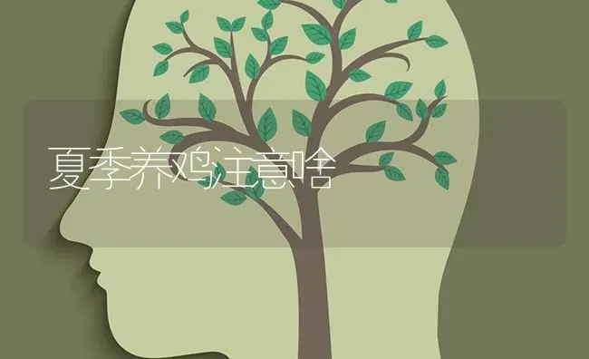 夏季养鸡注意啥 | 家禽养殖