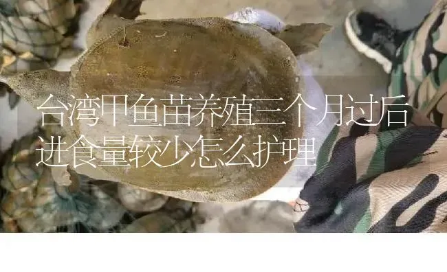 台湾甲鱼苗养殖三个月过后进食量较少怎么护理 | 淡水养殖