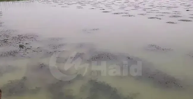 糟糕！小龙虾塘的水草蔫了、漂草......如何让水草快速恢复活力？