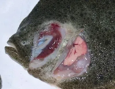多宝鱼肠炎病腹水病高发期的预防管理措施