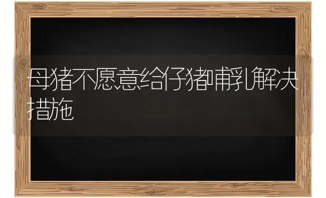 母猪不愿意给仔猪哺乳解决措施 | 家畜养殖